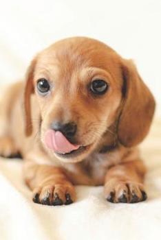 Paperback Dackel Kalender: Hunde Kalender 2019/2020 ab Juli - Terminplaner ab Jahresmitte - A5+ - Dackel Geschenk für Hundefreunde [German] Book