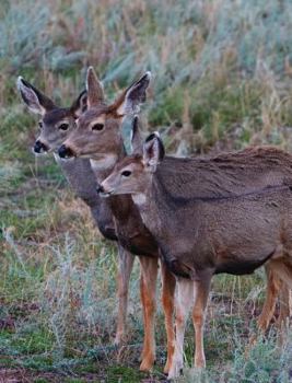 Hardcover Adult Mule Deer Journal: Narrow Ruled Journal or Notebook Book