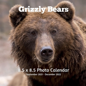 Paperback Grizzly Bears 8.5 X 8.5 Calendar September 2021 -December 2022: Monthly Calendar with U.S./UK/ Canadian/Christian/Jewish/Muslim Holidays-Giraffe Anima Book