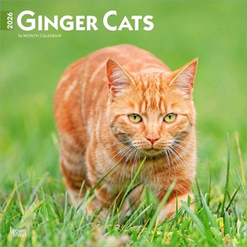 Calendar Ginger Cats 2026 12 X 24 Inch (Hanging) Monthly Square Wall Calendar Plastic-Free Book