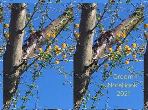 Paperback Dream NoteBook 2021: Yes, You Can Create! Book