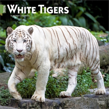 White Tigers 2026 12 X 24 Inch (Hanging) Monthly Square Wall Calendar Plastic-Free