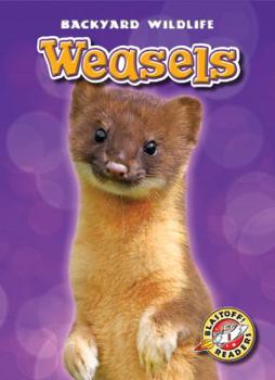 Weasels - Book  of the Backyard Wildlife