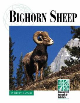 Hardcover Bighorn Sheep Book