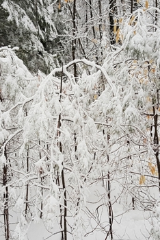 Paperback 2020 Daily Planner Winter Snowstorm Small Trees 388 Pages: 2020 Planners Calendars Organizers Datebooks Appointment Books Agendas Book