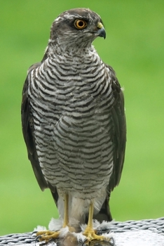 Eurasian Sparrowhawk Bird Journal: 150 Page Lined Notebook/Diary