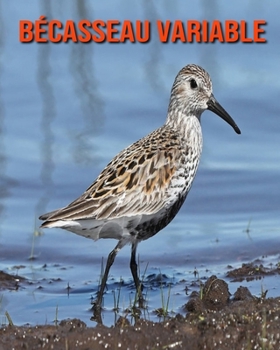 Bécasseau Variable: Recueil pour Enfants de Belles Images & d’Informations Intéressantes Concernant les Bécasseau Variable (French Edition)