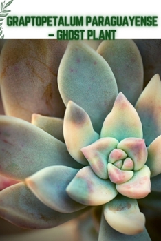 Graptopetalum Paraguayense - Ghost Plant: Become a professional Planter