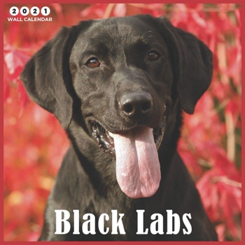 Paperback Black Labs 2021 Wall Calendar: Labrador Retrievers 2021 Wall Calendar 8.5 x 8.5 glossy finish Book