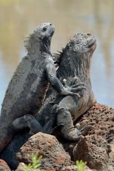 Paperback Marine Iguana on Galapagos Island Journal: 150 page lined notebook/diary Book