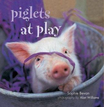 Hardcover Piglets at Play Book