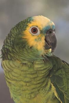 Paperback Blue-fronted Amazon Parrot Journal: 150 page lined notebook/diary Book