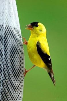 Iowa State Bird - American Goldfinch Journal: 150 Page Lined Notebook/Diary