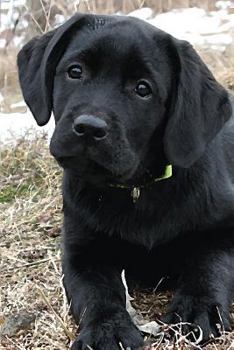Black Lab Puppy Journal: Dog Wisdom Quotes