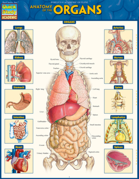 Pamphlet Anatomy of the Organs: Quickstudy Laminated Reference Guide Book