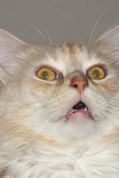 Paperback Outraged Kitty Notebook Book