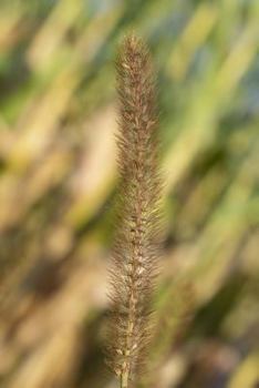 Paperback bamboo grass Book