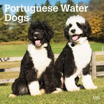 Calendar Portuguese Water Dogs 2020 Square Book
