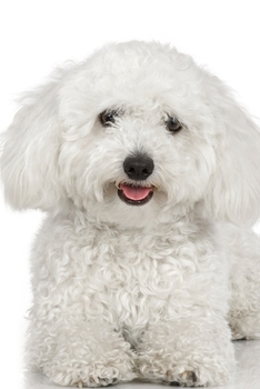 2020 Daily Planner White Poodle Dog Photo 388 Pages: 2020 Planners Calendars Organizers Datebooks Appointment Books Agendas