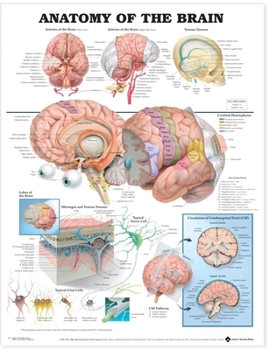 Hardcover Anatomy of the Brain Anatomical Chart Book