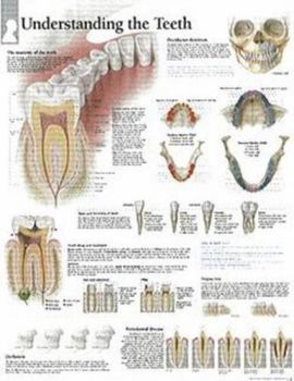 Misc. Understanding the Teeth Chart: Laminated Wall Chart Book