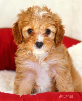 Paperback Journal: Cute Cavapoo Puppy Notebook Book