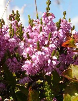 Paperback Heather Notebook Large Size 8.5 x 11 Ruled 150 Pages Softcover Book