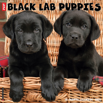 Calendar Just Black Lab Puppies 2024 12 X 12 Wall Calendar Book