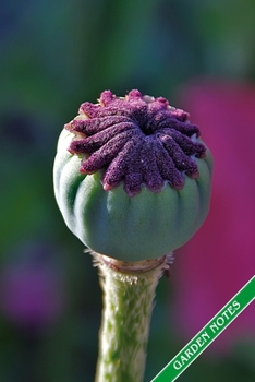 Paperback Garden Notes: Poppy seed capsule. Format A5, 120 pages, fine grey lined. Journal, diary, notebook and garden planner for everything Book