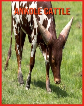 Paperback Ankole Cattle: Amazing Facts about Ankole Cattle Book