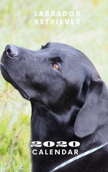 Paperback Labrador Retriever 2020 Calendar: Mini Pocket Daily Weekly Monthly Yearly Diary Planner - Labrador Retriever Dog Gifts for Mom Dad Owners and Lovers Book