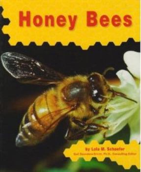 Hardcover Honey Bees Book