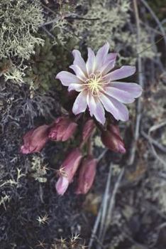 Montana State Flower - Bitterroot Journal: 150 Page Lined Notebook/Diary