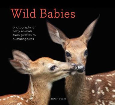 Hardcover Wild Babies: Photographs of Baby Animals from Giraffes to Hummingbirds Book