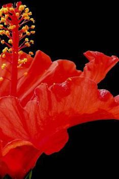 Paperback Hibiscus Notebook Book