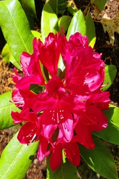 2020 Daily Planner Bright Summer Bloom 388 Pages: 2020 Planners Calendars Organizers Datebooks Appointment Books Agendas