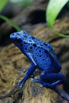 Poison Frog Notebook