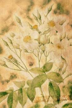 Paperback Rosa Moschata: Floral Notebook with Flower Illustrations on Every Page Book