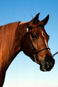 2020 Daily Planner Horse Photo Equine Arabian Show Horse 388 Pages: 2020 Planners Calendars Organizers Datebooks Appointment Books Agendas