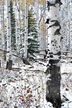 Paperback Going It Alone Book