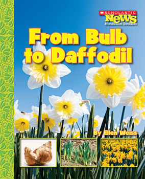 Paperback From Bulb to Daffodil (Scholastic News Nonfiction Readers: How Things Grow) Book