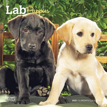 Calendar Lab Puppies 2021 Mini 7x7 Book