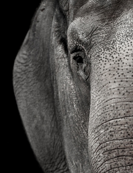 Daily Diary: Blank 2020 Journal Entry Writing Paper for Each Day of the Year Asian African Elephant January 20 - December 20 366 Dated Pages A Notebook to Reflect, Write, Document & Diarise Your Life,