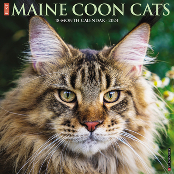Calendar Just Maine Coon Cats 2024 12 X 12 Wall Calendar Book
