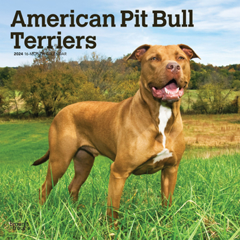 Calendar American Pit Bull Terriers 2024 Square Book