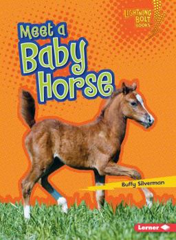 Paperback Meet a Baby Horse Book