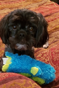 Paperback So Much To Do And So Little Time: 2020 Planner Book