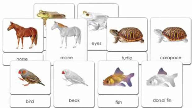 Cards "Part of" the Vertebrates 3-Part Photo Card Set (5 packets) Book