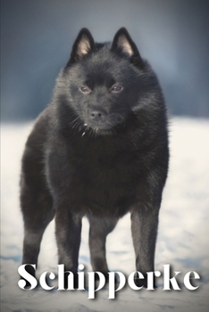 Schipperke: Dog breed overview and guide