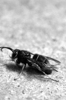 Paperback Wasp Notebook Book